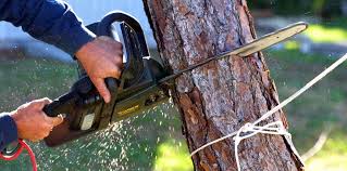 Best Emergency Tree Removal  in Red Bay, AL