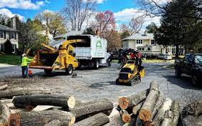 Best Tree Maintenance Programs  in Red Bay, AL