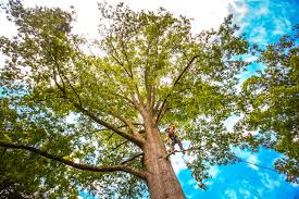 Best Tree Trimming and Pruning  in Red Bay, AL