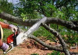 Why Choose Our Tree Removal Services in Red Bay, AL?