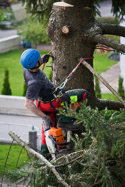 Best Storm Damage Tree Cleanup  in Red Bay, AL