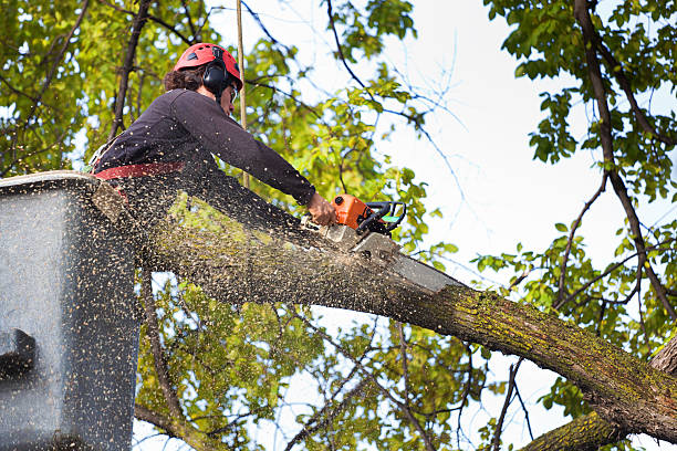 Best Fruit Tree Pruning  in Red Bay, AL